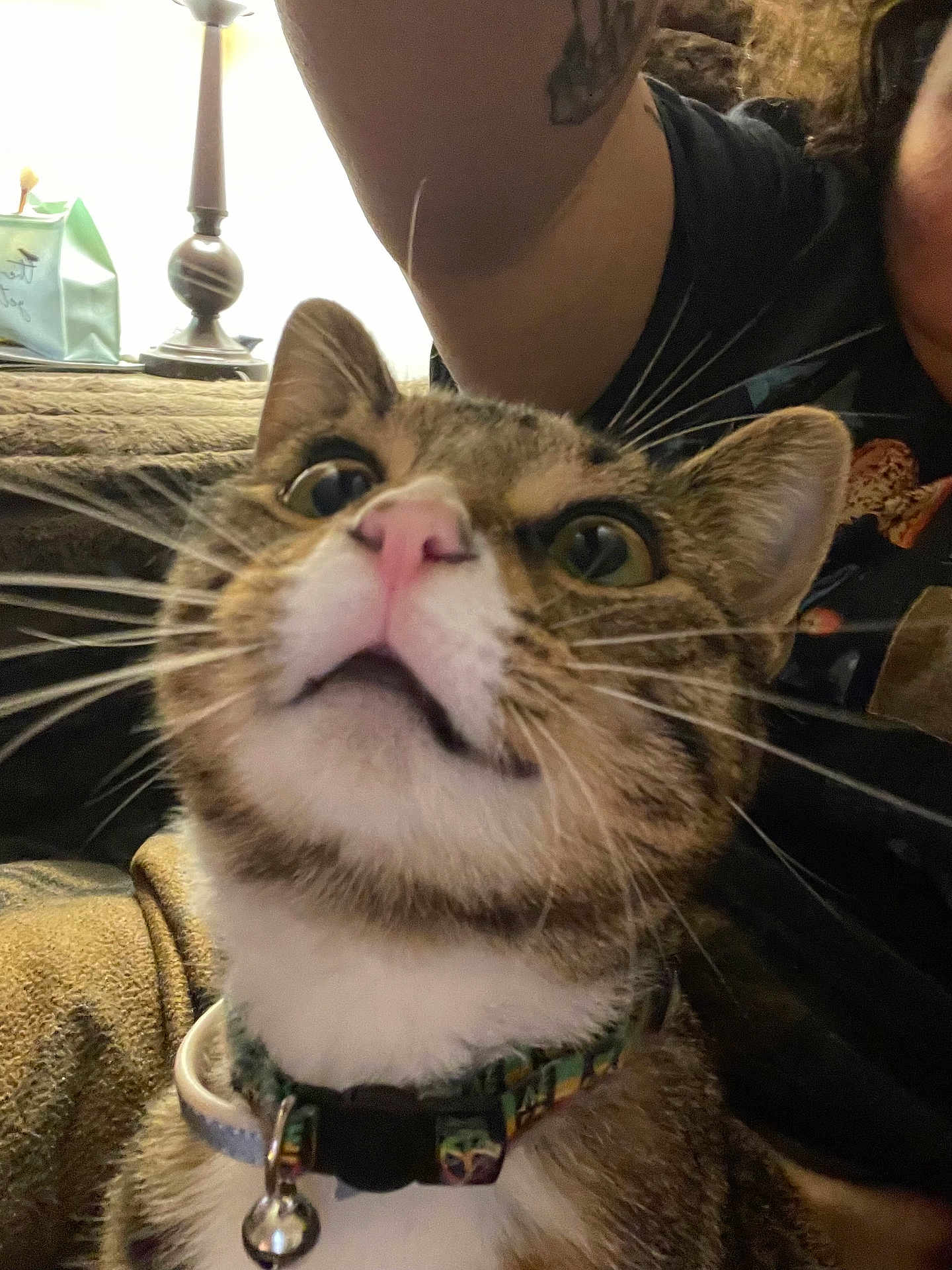 Periwinkle is registered to the contest to win money with this photo: cat, tabby, pet, close_up, collar, bell, whiskers, indoor, lamp, person, arm, curious, wide_eyes, feline, domestic_animal, household, fur, face, looking_up, cozy