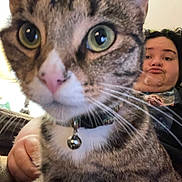 Periwinkle joined the competition — help win amazing prizes! cat, person, indoor, closeup, curious, whiskers, tabby, pet, collar, bell, face, funny_face, couch, hand, furniture, casual, relaxed, home, portrait, expression