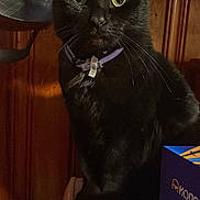 Mr.jeffery is registered to the contest to win money with this photo: cat, black_cat, pet, collar, indoor, wood_paneling, box, feline, animal, whiskers, curious, sitting, domestic_animal, closeup, portrait, mammal, fur, eyes, household, shadow