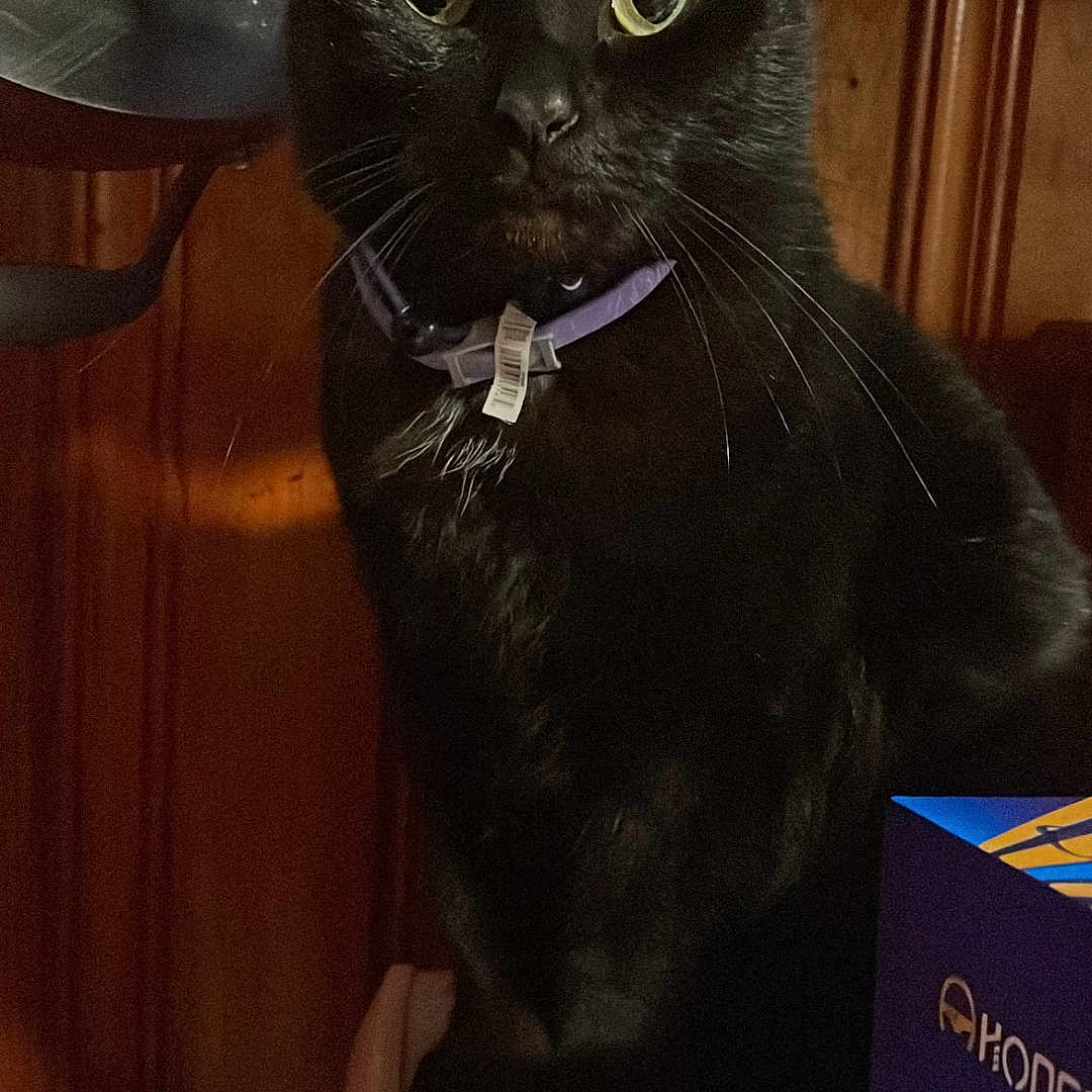 Mr.jeffery is registered to the contest to win money with this photo: animal, black_cat, box, cat, closeup, collar, curious, domestic_animal, eyes, feline, fur, household, indoor, mammal, pet, portrait, shadow, sitting, whiskers, wood_paneling