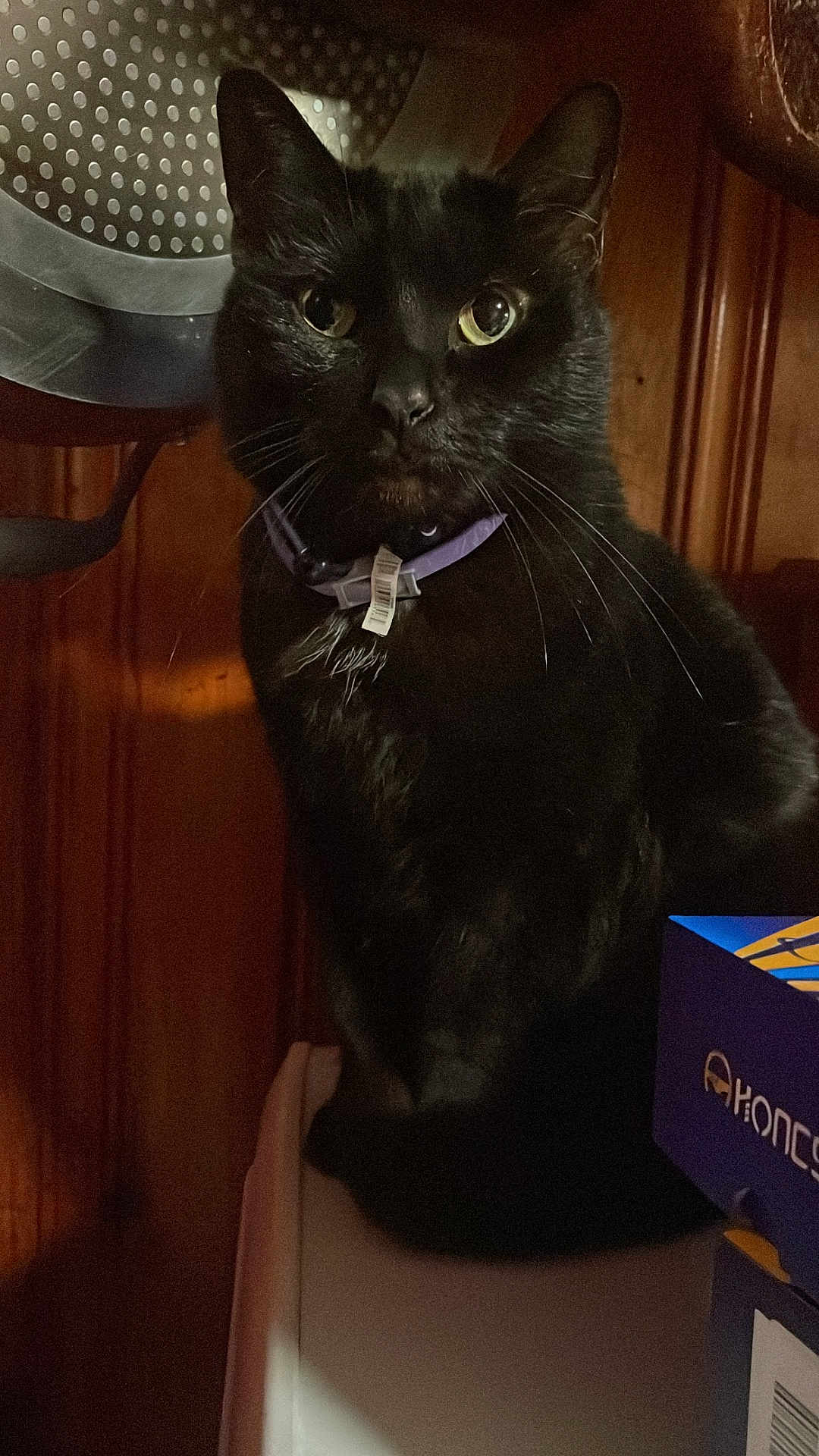 Mr.jeffery is registered to the contest to win money with this photo: cat, black_cat, pet, collar, indoor, wood_paneling, box, feline, animal, whiskers, curious, sitting, domestic_animal, closeup, portrait, mammal, fur, eyes, household, shadow