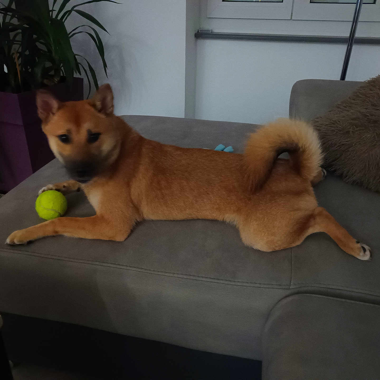 Snow participe au concours pour gagner de l'argent avec cette photo : animal, architecture, ball, building, canine, couch, dog, furniture, husky, indoors, interiordesign, livingroom, pet, puppy, room, sphere, sport, tennis, tennisball, wood
