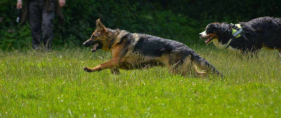 Kira participe au concours pour gagner de l'argent avec cette photo : canidae, canis, carnivore, dog, dog_breed, east_european_shepherd, fox, german_shepherd_dog, grass, grassland, guard_dog, herding_dog, king_shepherd, old_german_shepherd_dog, snout, sporting_group, tail, terrestrial_animal, wildlife, working_dog