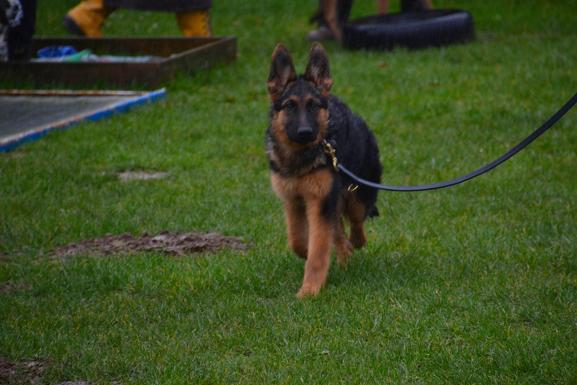 Kira a rejoint le concours — aidez-le/la à gagner de superbes lots ! ancient_dog_breeds, canidae, carnivore, companion_dog, dog, dog_breed, dog_supply, east_european_shepherd, german_shepherd_dog, grass, guard_dog, herding_dog, king_shepherd, law_enforcement, lawn, old_german_shepherd_dog, sporting_group, tail, working_dog