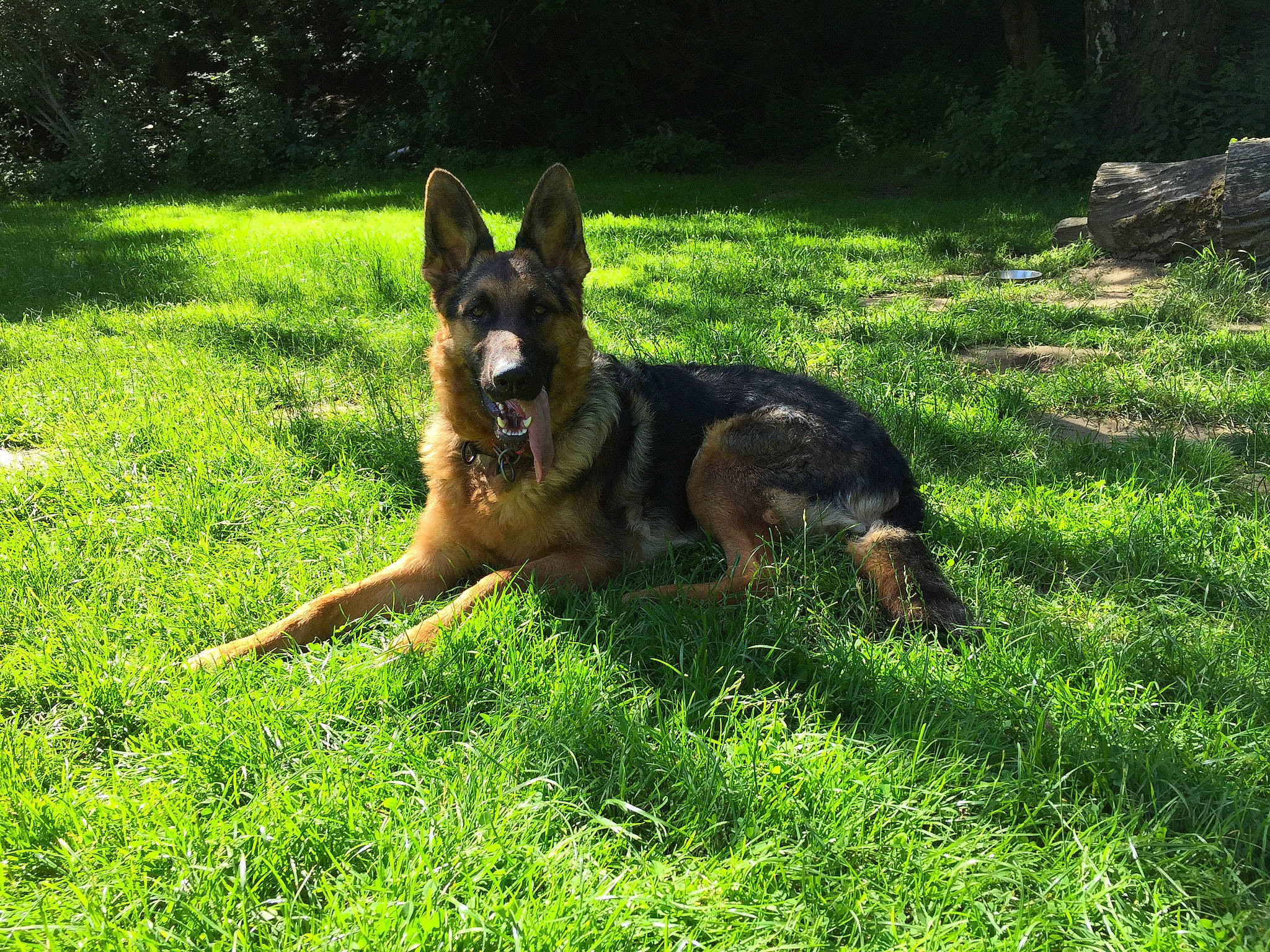 Kira a rejoint le concours — aidez-le/la à gagner de superbes lots ! belgian_shepherd_malinois, carnivore, companion_dog, dog, dog_breed, east_european_shepherd, fawn, german_shepherd_dog, grass, groundcover, guard_dog, herbaceous_plant, herding_dog, king_shepherd, lawn, old_german_shepherd_dog, plant, snout, tree, working_dog