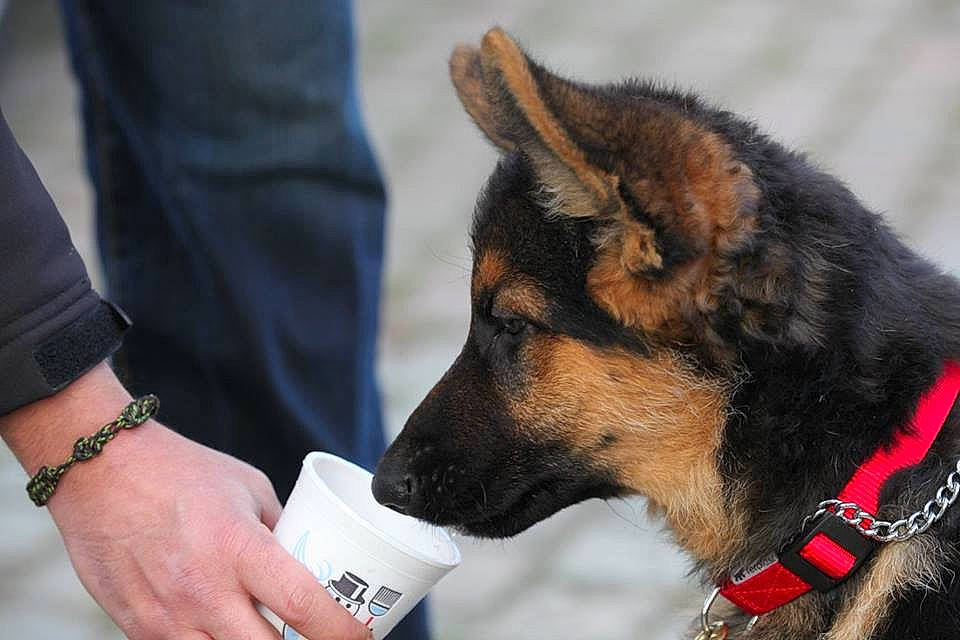 Kira participe au concours pour gagner de l'argent avec cette photo : carnivore, collar, companion_dog, dog, dog_breed, dog_collar, east_european_shepherd, fawn, fur, german_shepherd_dog, gesture, giant_dog_breed, guard_dog, herding_dog, jewellery, king_shepherd, law_enforcement, old_german_shepherd_dog, snout, wrist