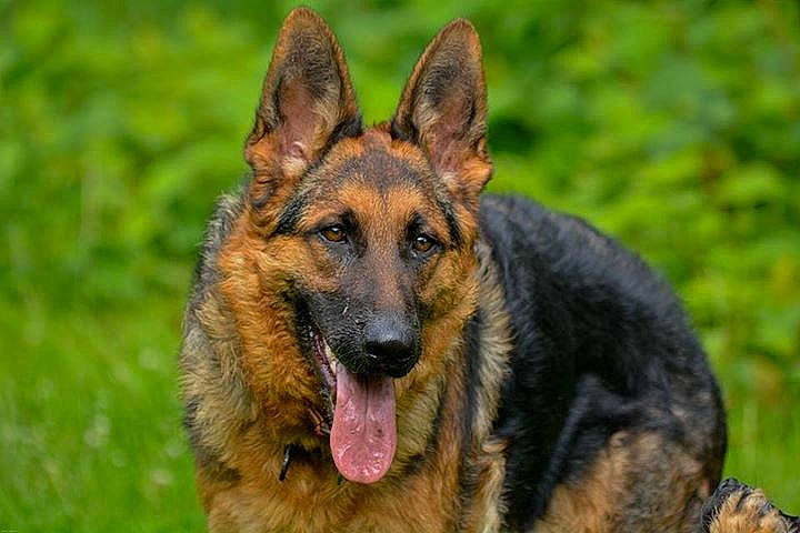 Kira a rejoint le concours — aidez-le/la à gagner de superbes lots ! art, belgian_shepherd_malinois, canidae, carnivore, dog, dog_breed, east_european_shepherd, eye, fawn, german_shepherd_dog, grass, herbaceous_plant, herding_dog, king_shepherd, old_german_shepherd_dog, snout, sporting_group, terrestrial_animal, wildlife, working_dog