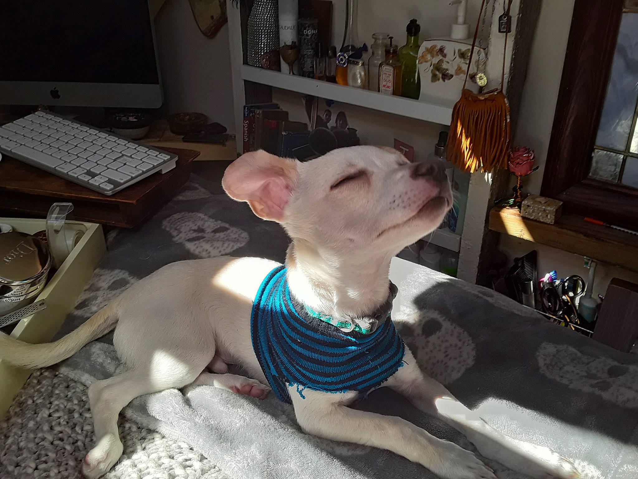 Toulouse is registered to the contest to win money with this photo: carnivore, comfort, companion_dog, computer_keyboard, computer_monitor, couch, desk, dog, dog_breed, dog_clothes, fawn, felidae, furniture, input_device, living_room, peripheral, picture_frame, table, trunk, whiskers