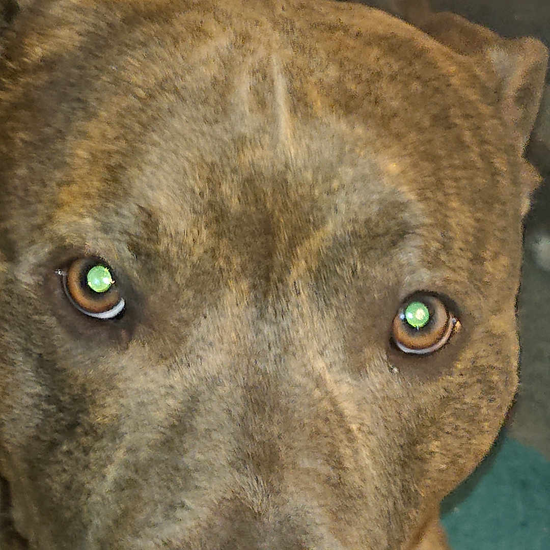 Rocky participe au concours pour gagner de l'argent avec cette photo : alert, animal, brindle, canine, close_up, companion, cute, dog, domestic_animal, ears, eyes, face, fur, indoor, looking, muzzle, nose, pet, portrait, whiskers