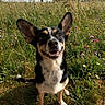 dog, smiling, ears, grass, wildflowers, outdoor, nature, pet, happy, canine, meadow, sunlight, fur, animal, sitting, closeup, greenery, summer, playful, tongue