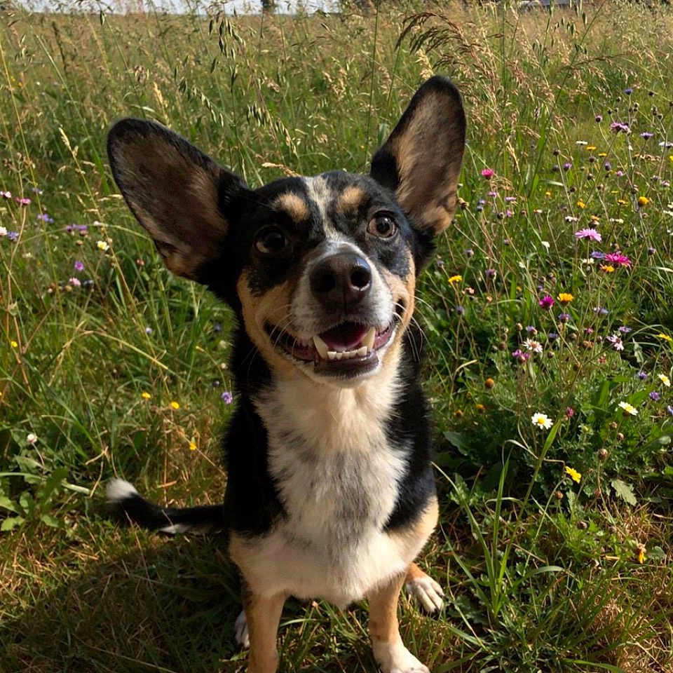 Koda is registered to the contest to win money with this photo: dog, smiling, ears, grass, wildflowers, outdoor, nature, pet, happy, canine, meadow, sunlight, fur, animal, sitting, closeup, greenery, summer, playful, tongue