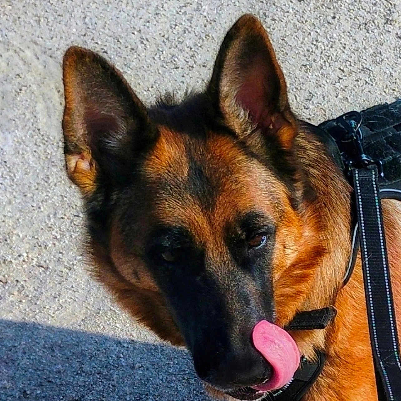 Xena