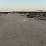 dog, desert, frisbee, jumping, dust, outdoor, animal, landscape, sky, mountains, play, nature, dry, sunset, canine, recreation, field, active, catch, wilderness
