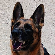 Xena joined the competition — help win amazing prizes! dog, german_shepherd, animal, pet, canine, ears, mouth, teeth, tongue, happy, smiling, outdoor, closeup, portrait, fur, brown, black, background, texture, looking_up