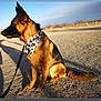 dog, german_shepherd, bandana, outdoor, sunlight, gravel, road, animal, pet, sitting, side_view, nature, landscape, shadow, fur, ears, tail, leash, daytime, sky