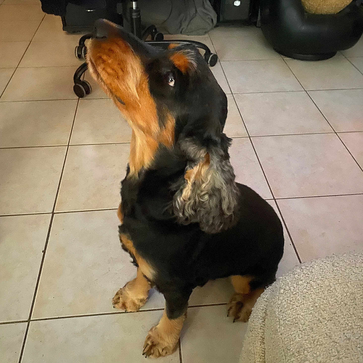 Oucky participe au concours pour gagner de l'argent avec cette photo : animal, attention, black_and_tan, blanket, chair, cozy, cushion, cute, dog, ears, fur, furniture, home, indoor, looking_up, paws, pet, sitting, tile_floor, waiting