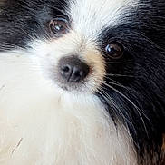 Gringo a rejoint le concours — aidez-le/la à gagner de superbes lots ! dog, pomeranian, close_up, face, fur, black_and_white, whiskers, nose, eyes, pet, domestic_animal, fluffy, portrait, adorable, wide_eyes, fluffy_coat, muzzle, closeup, indoor, small_breed