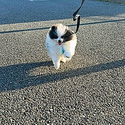 Gringo a rejoint le concours — aidez-le/la à gagner de superbes lots ! dog, pomeranian, small_dog, fluffy, leash, pavement, sunlit, shadow, hedge, street_sign, bollard, outdoor, walking, happy, tongue_out, front_paw, pet, suburb, sidewalk, portrait