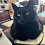 black_cat, cat, heterochromia, notebook, indoor, living_room, furniture, bookshelf, window, couch, decor, domestic_cat, pet, closeup, whiskers, relaxed, home, cozy, animal, mammal