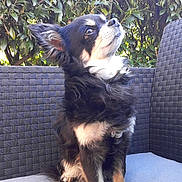 Fabienne Girod participe au concours pour gagner de l'argent avec cette photo : dog, outdoor, pet, sitting, fluffy, black_and_white, tan_paws, chair, woven_furniture, leafy_background, nature, cute, small_dog, portrait, fur, sunlight, animal, calm, alert, companion