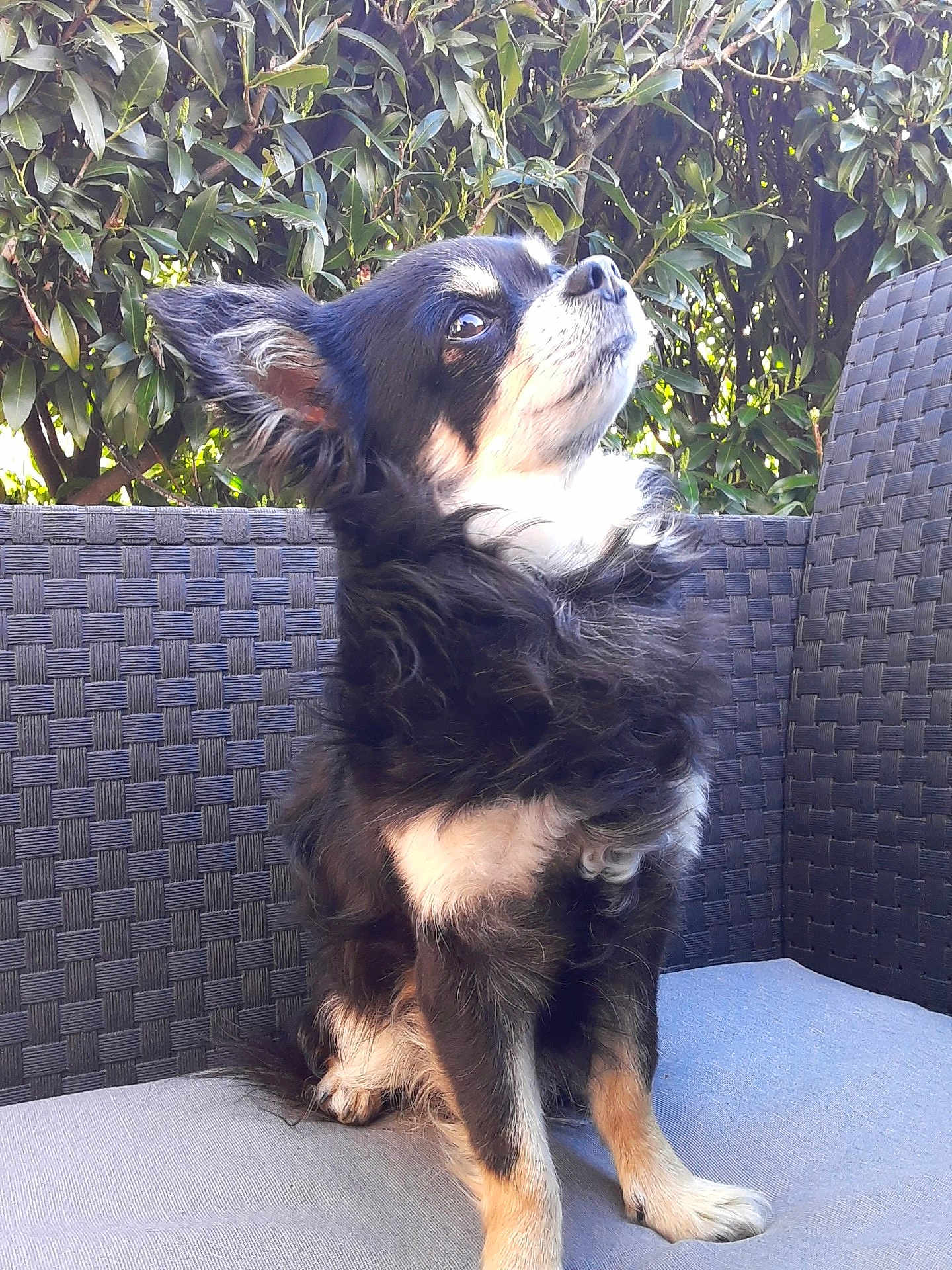 Fabienne Girod participe au concours pour gagner de l'argent avec cette photo : dog, outdoor, pet, sitting, fluffy, black_and_white, tan_paws, chair, woven_furniture, leafy_background, nature, cute, small_dog, portrait, fur, sunlight, animal, calm, alert, companion