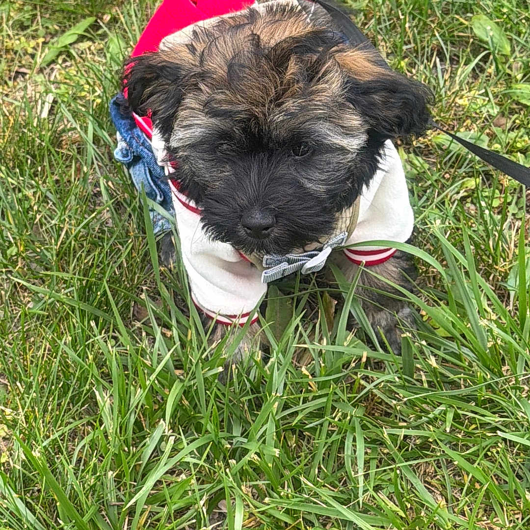 Laila joined the competition — help win amazing prizes! puppy, dog, grass, outdoor, cute, animal, pet, young, fur, nature, green, small, hoodie, canine, leash, playful, adorable, walking, summer, daytime