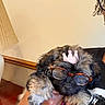 puppy, dog, glasses, crown, indoor, hand, fur, cute, pet, animal, person, black, brown, furniture, lamp, portrait, small, adorable, wearing, holding