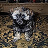 Laila is registered to the contest to win money with this photo: puppy, dog, small_dog, fluffy, black_and_tan, adorable, pet, indoor, bedspread, ornate_pattern, furniture, dresser, cluttered_background, cute, animal, young_dog, portrait, sitting, domestic_animal, fur