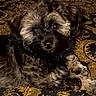 Laila joined the competition — help win amazing prizes! puppy, dog, pet, cute, fur, black, tan, animal, lying_down, bedspread, patterned_fabric, indoor, adorable, small_dog, portrait, looking_at_camera, soft_fur, companion, domestic_animal, resting