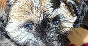 Laila is registered to the contest to win money with this photo: puppy, dog, close_up, fluffy, curious, indoor, pet, animal, cute, fur, brown, black, face, young, cozy, blanket, soft, companion, adorable, looking