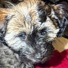 puppy, dog, close_up, fluffy, curious, indoor, pet, animal, cute, fur, brown, black, face, young, cozy, blanket, soft, companion, adorable, looking