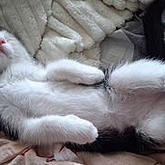 Théo a rejoint le concours — aidez-le/la à gagner de superbes lots ! kitten, cat, black_and_white, sleeping, relaxed, fur, pet, cute, whiskers, paws, blanket, soft, indoor, resting, animal, young, adorable, feline, cozy, nap