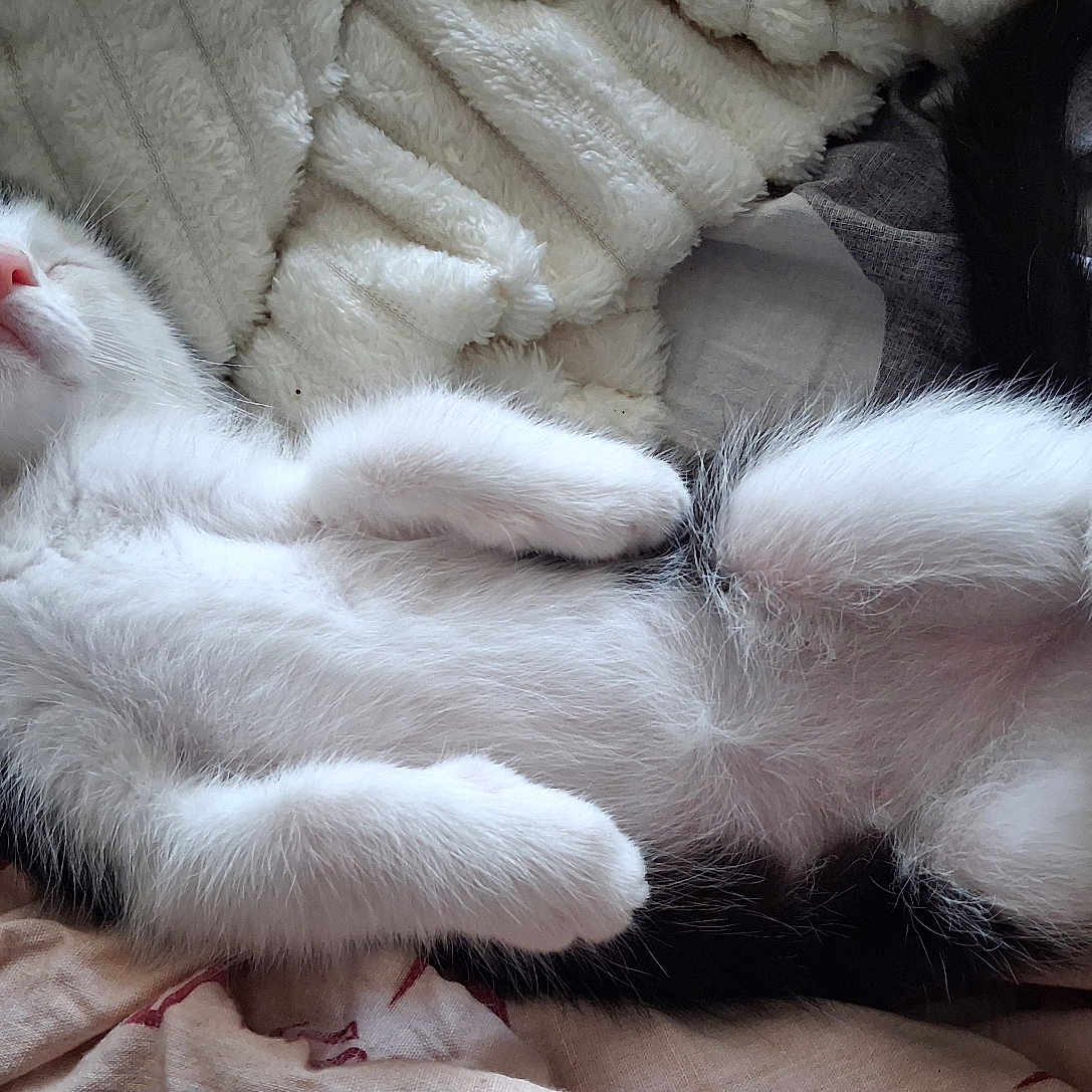 Théo a rejoint le concours — aidez-le/la à gagner de superbes lots ! kitten, cat, black_and_white, sleeping, relaxed, fur, pet, cute, whiskers, paws, blanket, soft, indoor, resting, animal, young, adorable, feline, cozy, nap