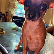 Bubbles joined the competition — help win amazing prizes! dog, small_dog, pet, ears, eyes, table, indoor, sunlight, shadow, curious, closeup, brown_fur, face, animal, domestic_animal, looking, cute, front_paws, whiskers, nose