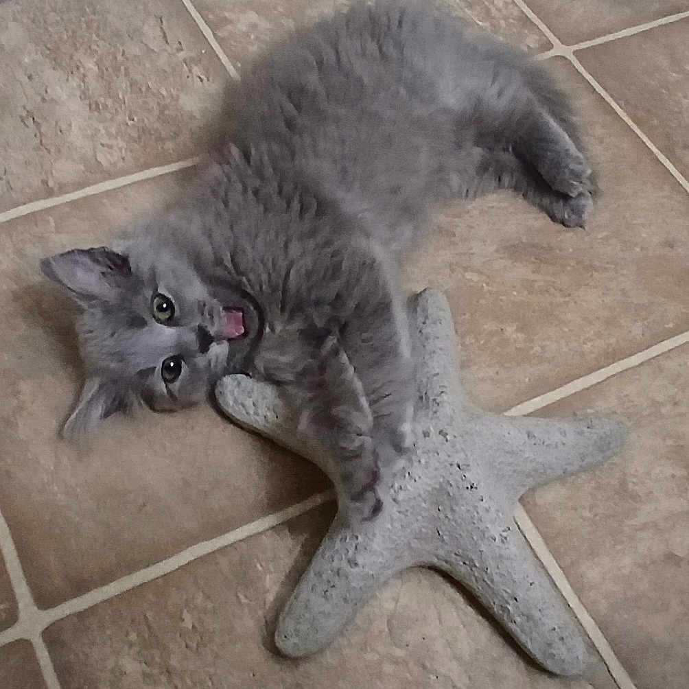 Ember Lou joined the competition — help win amazing prizes! abyssinian, angora, animal, bodypart, cat, face, hardwood, indoors, invertebrate, kitten, manx, mouth, person, pet, purple, sealife, slate, starfish, tile, wood