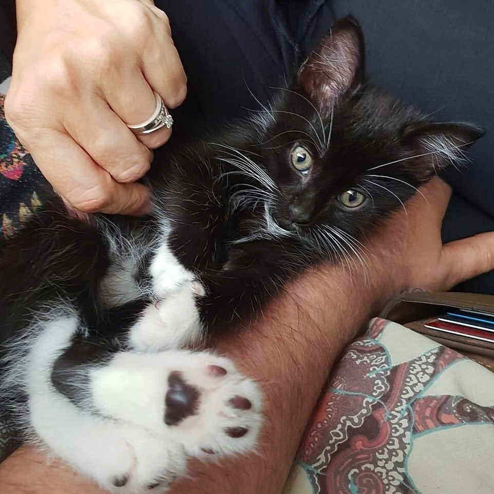 Mittens is registered to the contest to win money with this photo: animal, arms, black_and_white, cat, close_up, cozy, cuddle, cute, domestic_animal, furry, hand, indoor, kitten, paws, person, pet, relaxing, resting, whiskers, young