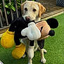 Benjy is registered to the contest to win money with this photo: animal, canine, cute, deck, dog, ears, fur, garden, grass, greenery, labrador, mammal, mickey_mouse, outdoor, paws, pet, playful, plush_toy, snout, toy