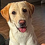 Benjy is registered to the contest to win money with this photo: animal, brown_eyes, canine, close_up, companion, cute, dog, domestic, ears, friendly, fur, indoor, labrador_retriever, looking, mouth, nose, pet, sitting, tongue_out, wooden_floor