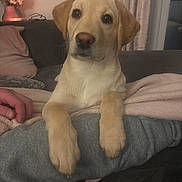 Benjy joined the competition — help win amazing prizes! blanket, comfort, couch, cozy, curtains, cute, dog, floral_arrangement, fur, home_decor, human_hand, indoors, living_room, paws, pet, puppy, relaxed, soft_lighting, yellow_labrador, young_dog