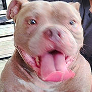 Fat Head joined the competition — help win amazing prizes! dog, tongue, close_up, blurry, happy, pet, animal, canine, mouth, pink_tongue, ears, fur, playful, outdoor, person, smiling, excited, face, companion, domestic_animal