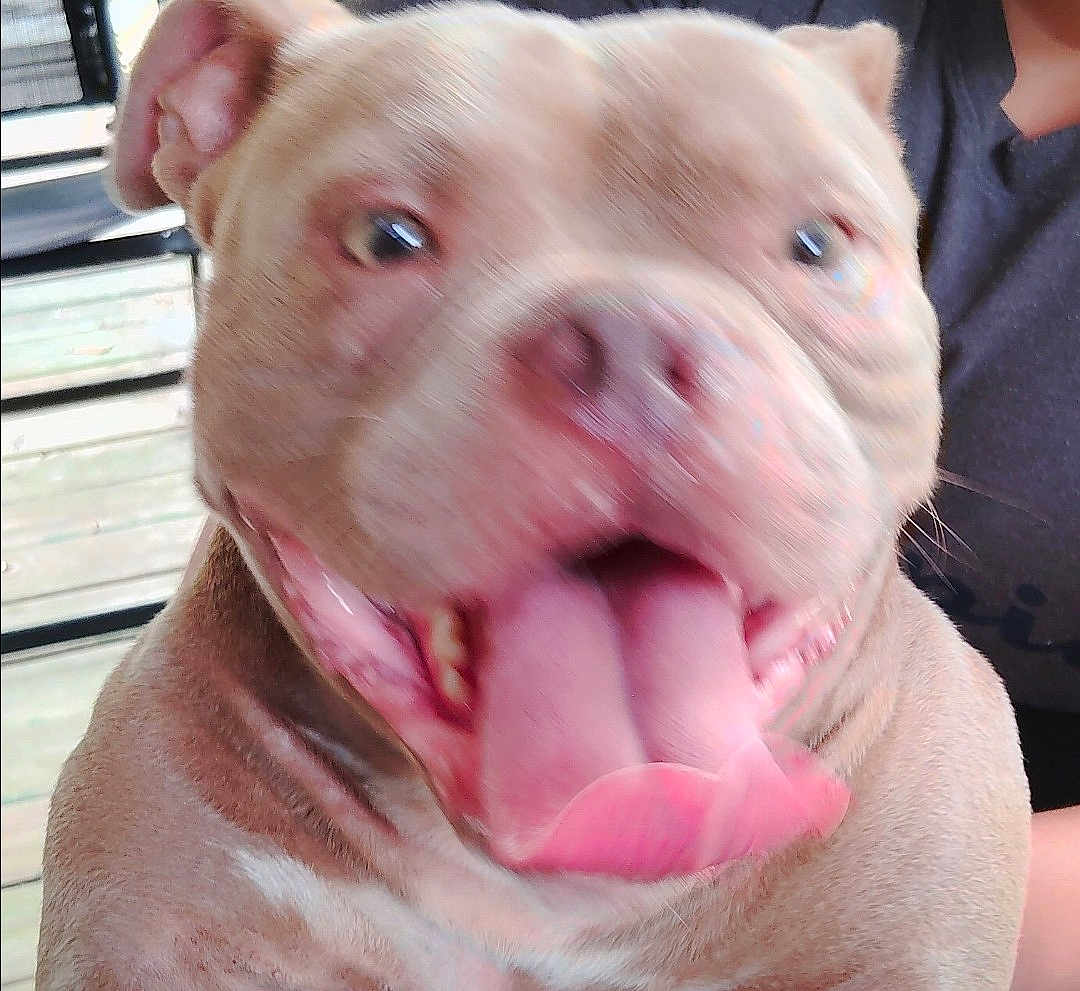 Fat Head