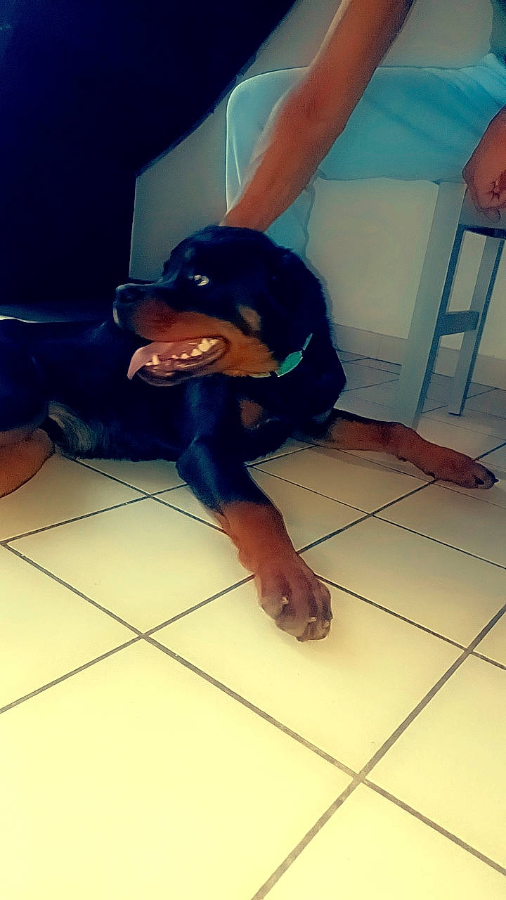 Spark a rejoint le concours — aidez-le/la à gagner de superbes lots ! cool, dog_breed, electric_blue, floor, flooring, foot, fun, happy, human_leg, joint, knee, leg, room, shadow, shoulder, sitting, sportswear, t_shirt, thigh, waist