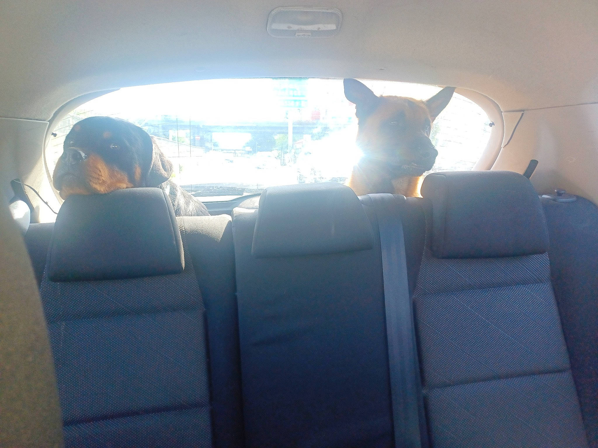 Spark a rejoint le concours — aidez-le/la à gagner de superbes lots ! air_travel, auto_part, automotive_design, automotive_exterior, automotive_mirror, car, car_seat, car_seat_cover, comfort, dog, family_car, head_restraint, land_vehicle, mode_of_transport, motor_vehicle, personal_luxury_car, tints_and_shades, vehicle, vehicle_door, window