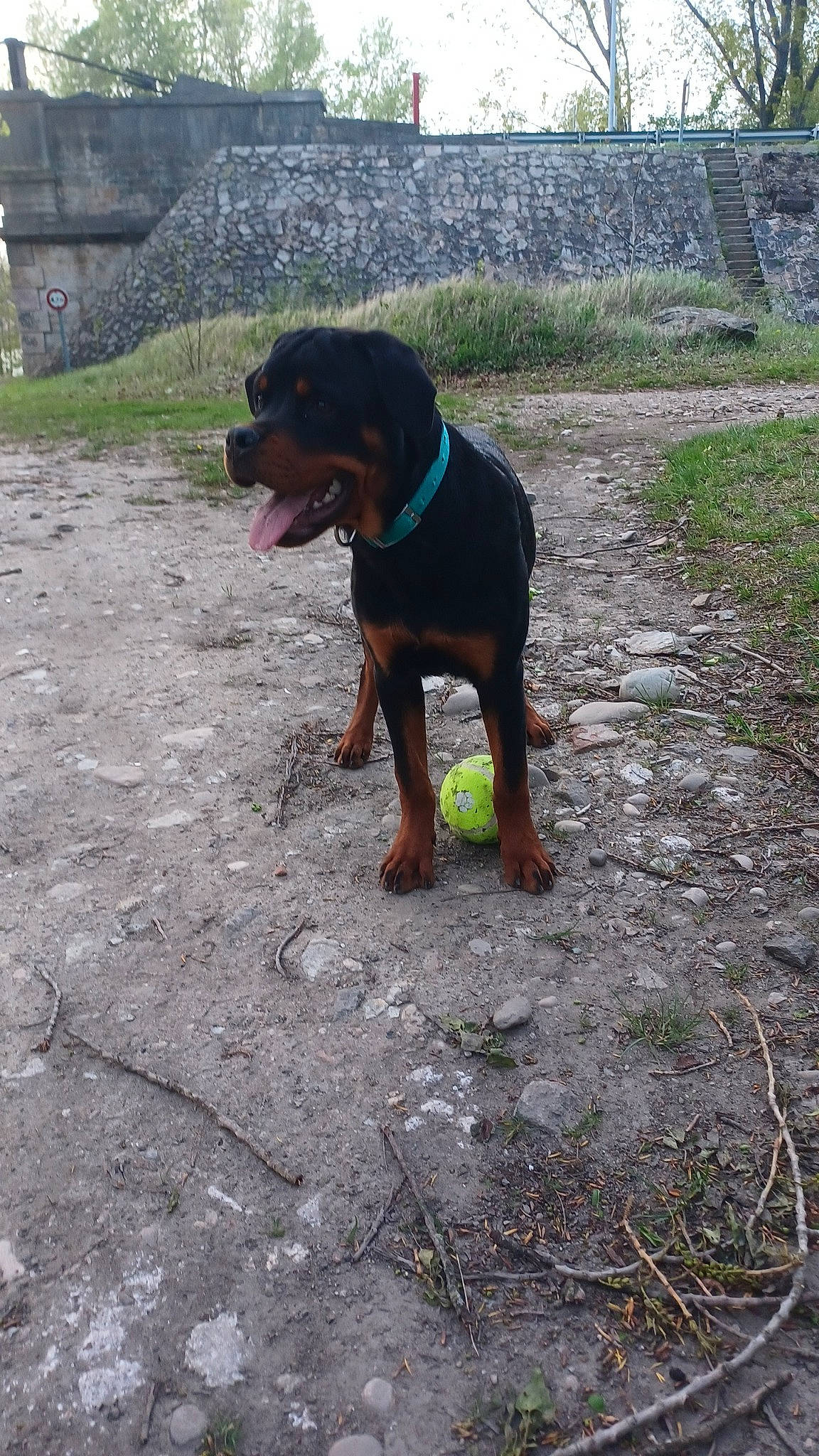 Spark a rejoint le concours — aidez-le/la à gagner de superbes lots ! canidae, carnivore, companion_dog, dog, dog_breed, dog_supply, fawn, grass, hunting_dog, landscape, montenegrin_mountain_hound, pet_supply, plant, sky, soil, sporting_group, terrestrial_animal, tree, working_animal, working_dog