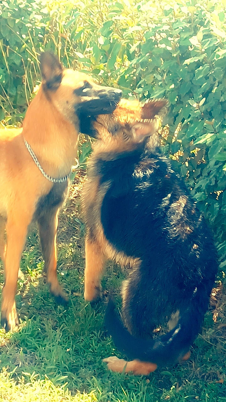 Aska a rejoint le concours — aidez-le/la à gagner de superbes lots ! carnivore, collar, companion_dog, dog, dog_breed, fawn, fur, gesture, grass, happy, herding_dog, people_in_nature, plant, snout, sunlight, tail, terrestrial_animal, wildlife, working_animal, working_dog