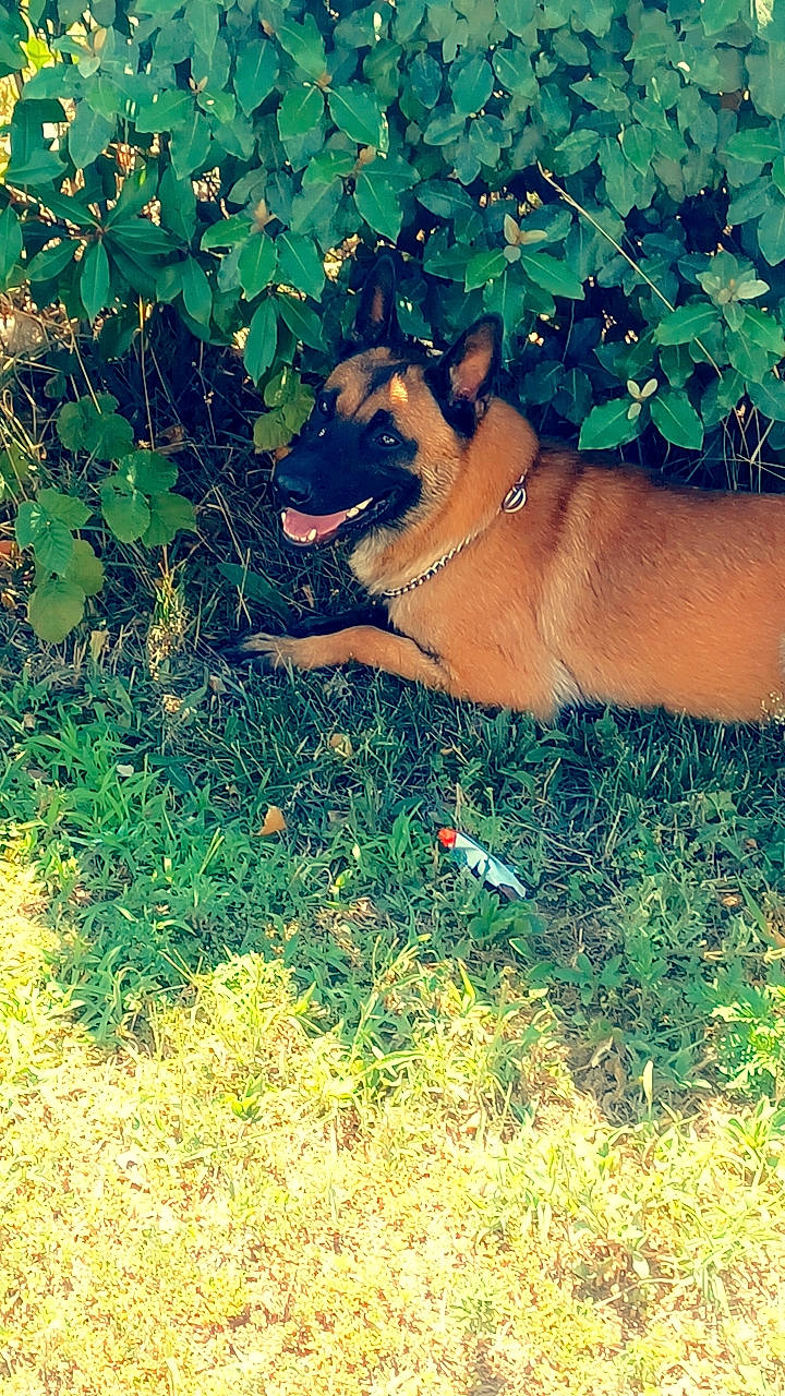 Aska a rejoint le concours — aidez-le/la à gagner de superbes lots ! barechested, carnivore, companion_dog, dog, dog_breed, electric_blue, fawn, foot, grass, human_leg, people_in_nature, plant, shrub, sitting, snout, sporting_group, sunglasses, tail, tints_and_shades, tree