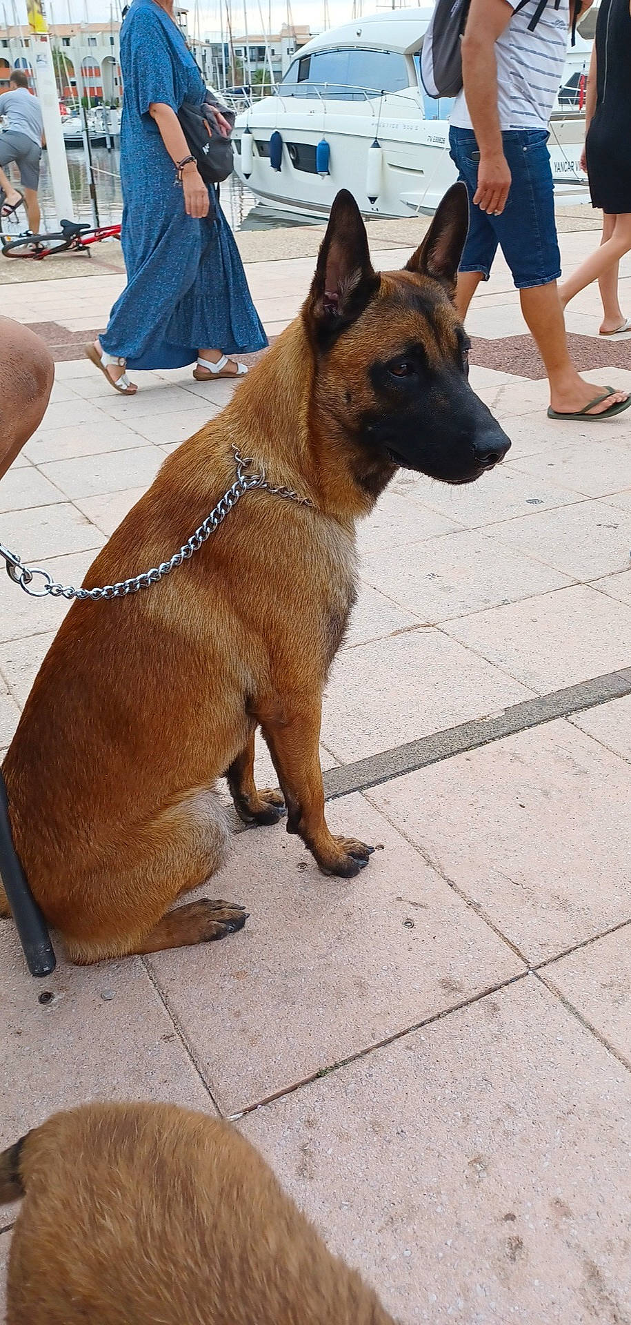 Aska participe au concours pour gagner de l'argent avec cette photo : ancient_dog_breeds, canidae, carnivore, collar, companion_dog, dog, dog_breed, dog_collar, dog_supply, foot, fur, human_leg, leash, paw, pet_supply, shorts, tail, thigh, working_animal, working_dog