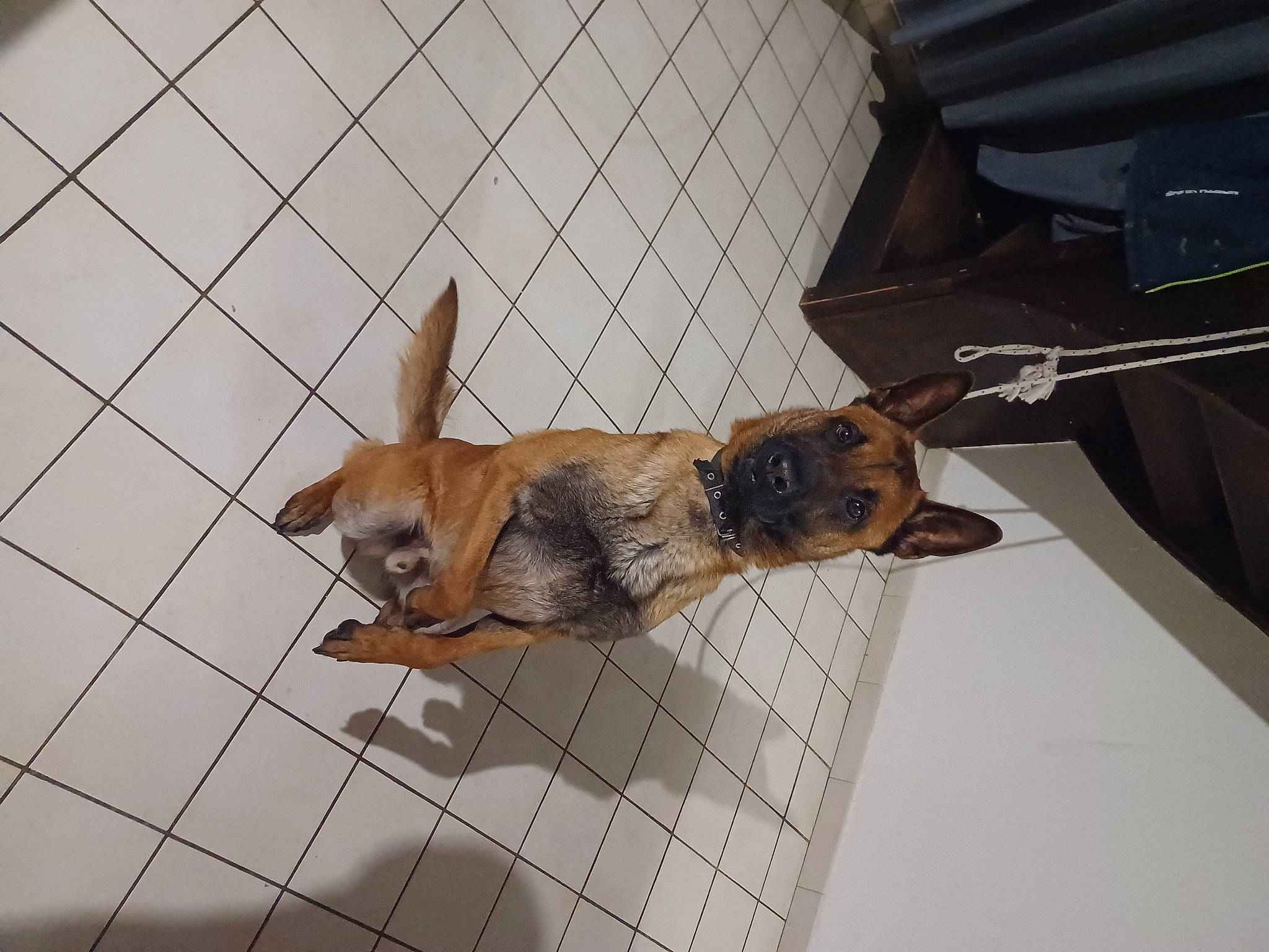 Aska a rejoint le concours — aidez-le/la à gagner de superbes lots ! animal_shelter, canidae, carnivore, companion_dog, dog, dog_breed, fawn, flooring, fur, liver, paw, pet_supply, snout, sporting_group, tail, terrestrial_animal, toy_dog, wing, wood, working_animal