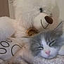 animal, bedroom, blanket, cat, close_up, comfort, cozy, cute, feline, fluffy, gray_and_white, home, indoor, pet, relaxation, resting, sleepy, soft, stuffed_animal, teddy_bear
