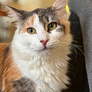 Vaïna participe au concours pour gagner de l'argent avec cette photo : abyssinian, angora, animal, cat, kitten, manx, pet, siamese, snout